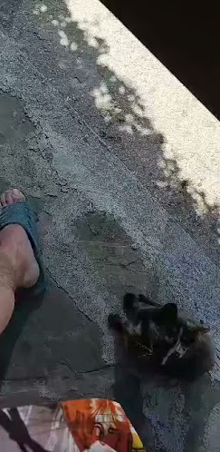 Морско конче - Българево