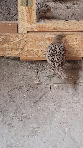 5880 Долни Дъбник