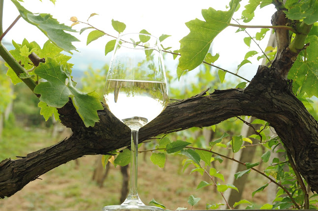 Рилска изба магазин - Гастрономия и хотелиерство