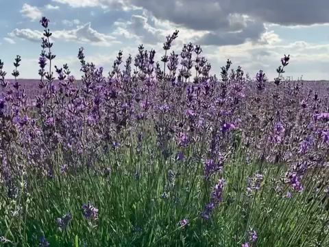 Дестилерия за етерични масла САРИС гр.Добрич