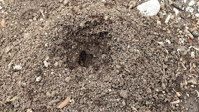 Comentarii opinii despre Пърленка