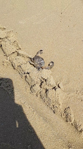 Opinii despre Алоха плажен бар în Свети Влас - Гастрономия и хотелиерство