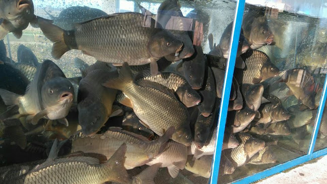 РибарницатЪ