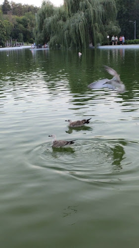 Opinii despre Комплекс „Лебед“ în Добрич - Гастрономия и хотелиерство