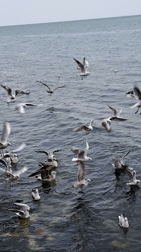 Мидено стопанство Дълбока - Каварна