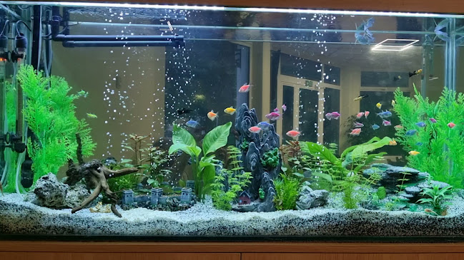 Opinii despre Ресторант "Ралица" în Левски - Гастрономия и хотелиерство