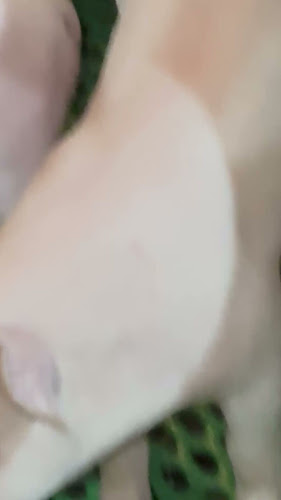 Продажба на българско месо директно От Фермата - Гастрономия и хотелиерство