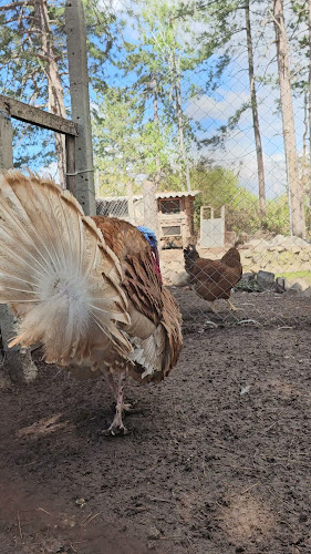 Ресторант „Язовир Брягово” - Брягово