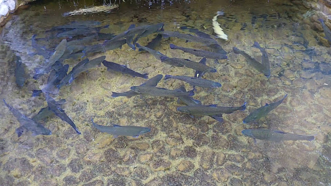 197 87, 4815 Девин