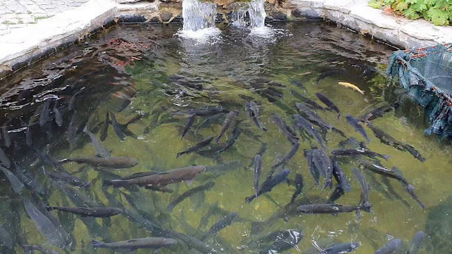 Рибен ресторант Алпина - Гастрономия и хотелиерство