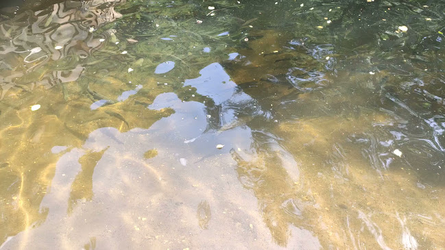 Парк за танцуващи мечки, 6км. от Белица към, 2780 Белица