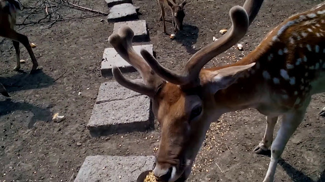 Снек Бар Панорама - Долна Митрополия