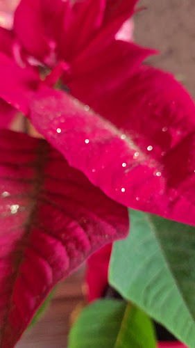 Шумен Център, бул. „Плиска“ 4, 9703 Шумен