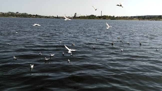 Капитан Кук