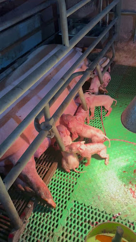 Продажба на българско месо директно От Фермата - София