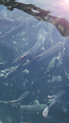 ул. Христо Ботев 132, 2290 Искрец