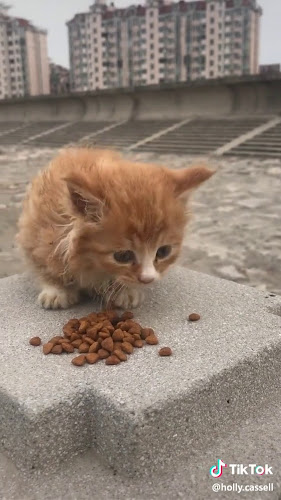 Opinii despre ХЛЕБОЗАВОД СТРАЖИЦА în Стражица - Гастрономия и хотелиерство