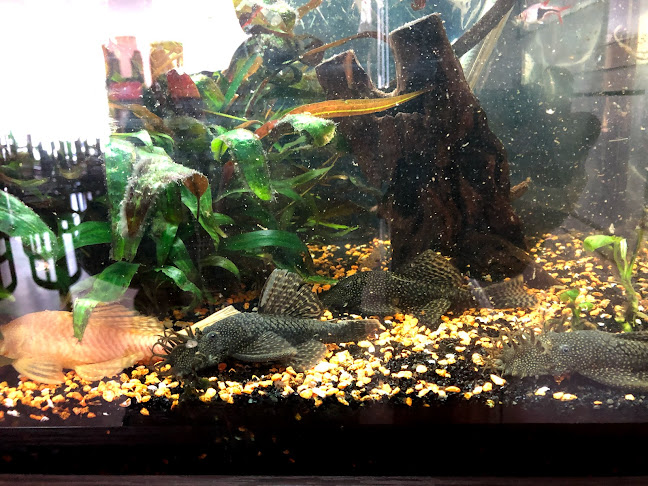 Comentarii opinii despre Momo's Kitchen