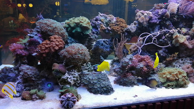 КършиякаСеверен, ул. „Порто Лагос“ 49, 4003 Пловдив