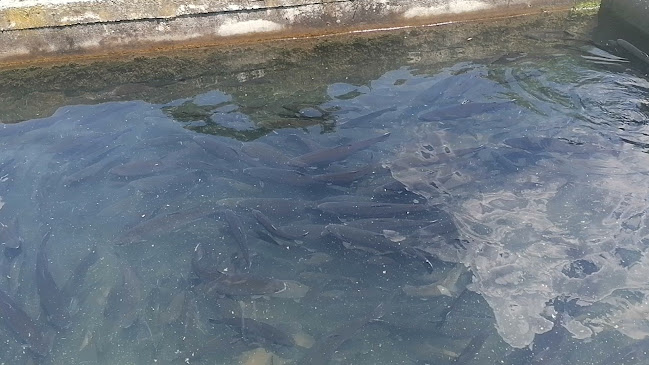 Comentarii opinii despre Лятна градина "Голд фиш"