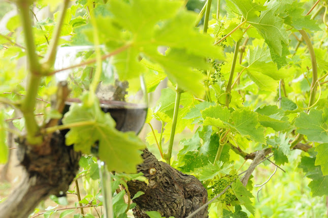 Opinii despre Рилска изба магазин în Благоевград - Гастрономия и хотелиерство