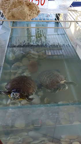 Comentarii opinii despre Ресторант Посейдон рибен