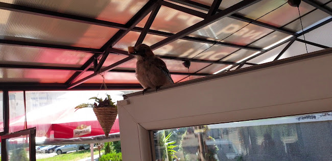 Калиста - София