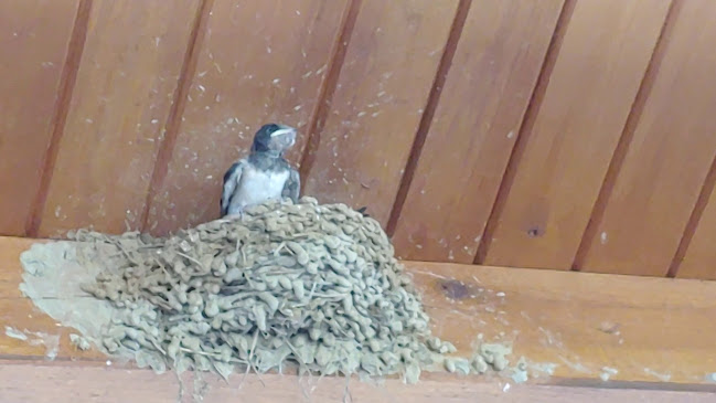 Opinii despre Рибен ресторант "Рибник" în Рибник - Гастрономия и хотелиерство