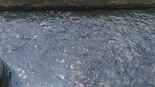 Лятна градина "Голд фиш" - Искрец