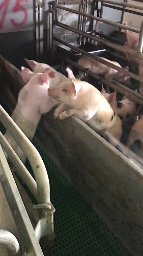 Opinii despre Продажба на българско месо директно От Фермата în София - Гастрономия и хотелиерство