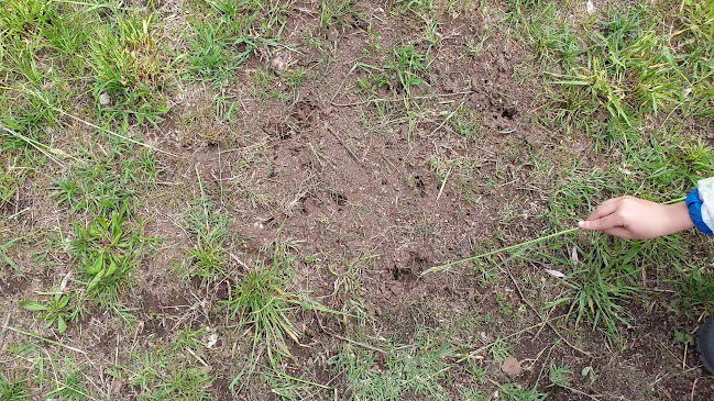 Пърленка - Гастрономия и хотелиерство