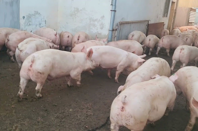 Месо от Фермата - Гастрономия и хотелиерство