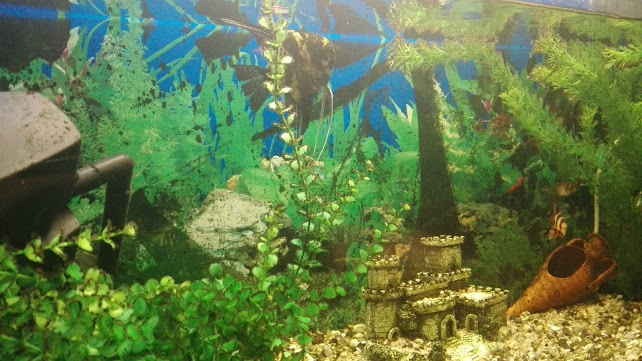 Comentarii opinii despre Cocktail bar MONDO