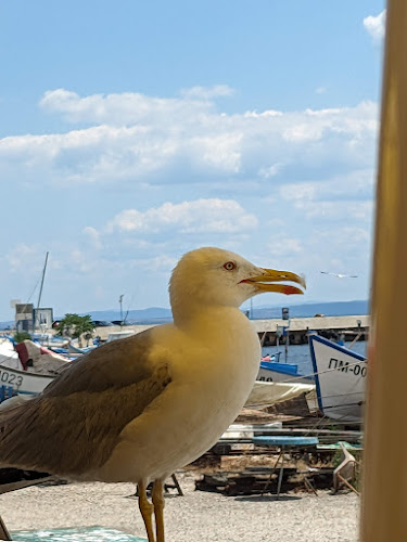 Морски Дар - Гастрономия и хотелиерство
