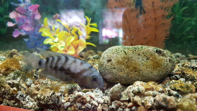 Ресторант Нептун - Ботевград