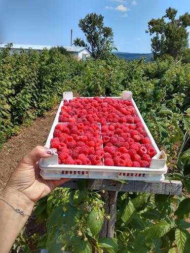 Comentarii opinii despre Зеленчукова борса