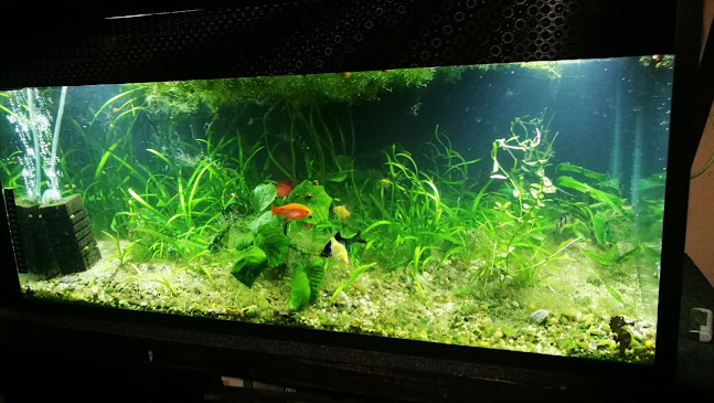 Ресторант "Бамбуците" - Гастрономия и хотелиерство