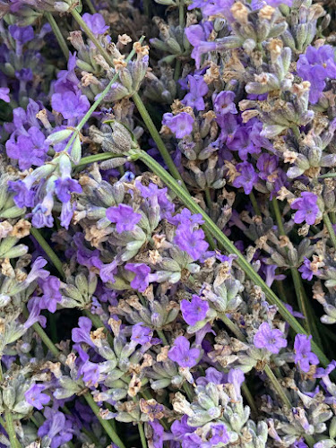 Opinii despre Дестилерия за етерични масла САРИС гр.Добрич în Добрич - Гастрономия и хотелиерство