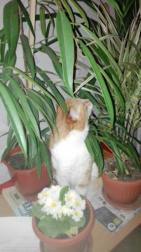 Comentarii opinii despre Гостилница МА КОЙН