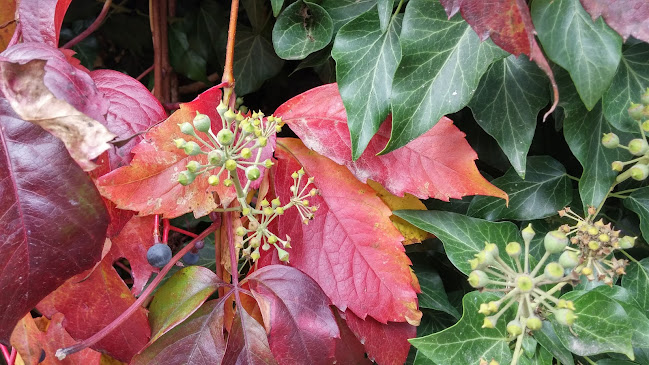 Comentarii opinii despre Батовската къща