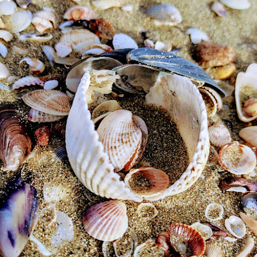 Ред рок - Варна