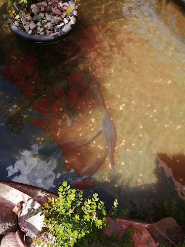 Ресторант „Прохлада“ - Васил Левски