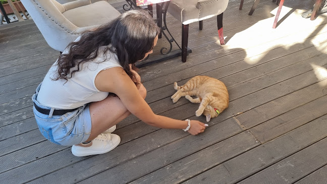 Comentarii opinii despre Ресторант Ханове