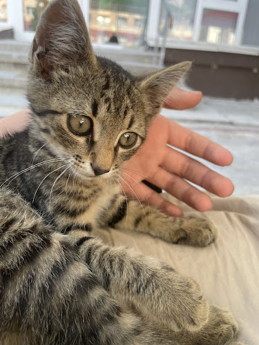 Opinii despre Ресторант Венеция în Никопол - Гастрономия и хотелиерство