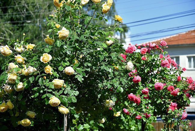 Comentarii opinii despre The Corner Жиленци | Ресторант Кюстендил | Градина | Вкусна храна