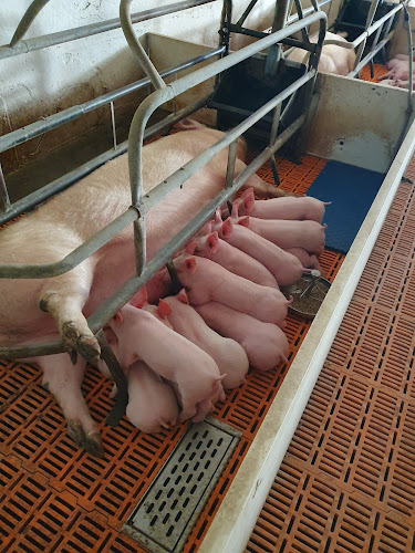 Месо от Фермата, с. Радко Димитриево| Месарница | Месарски магазин - Шумен