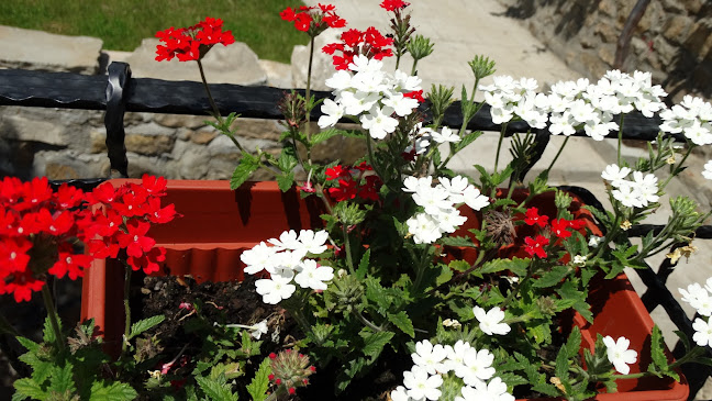 CAFE TRAPEZITSA - Велико Търново