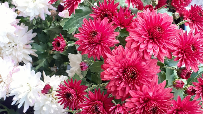 Opinii despre Градински център Габрово Easy Garden în Габрово - Гастрономия и хотелиерство