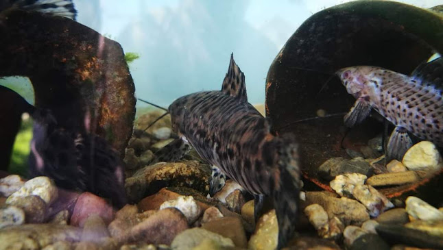 ул.Пустинна буря 1( Desert storm 1)вилна зона източно от барутни погреби, пицария бамбуците, 8802 Сливен