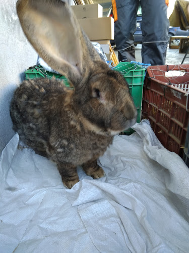 Comentarii opinii despre Пазар Раковски